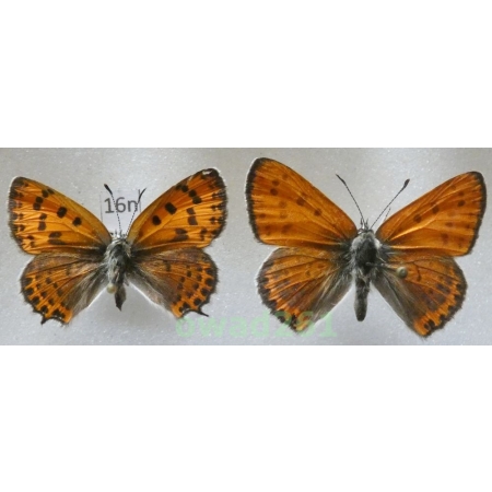 Lycaena thersamon (Esper, 1784) pair Hungaria16n